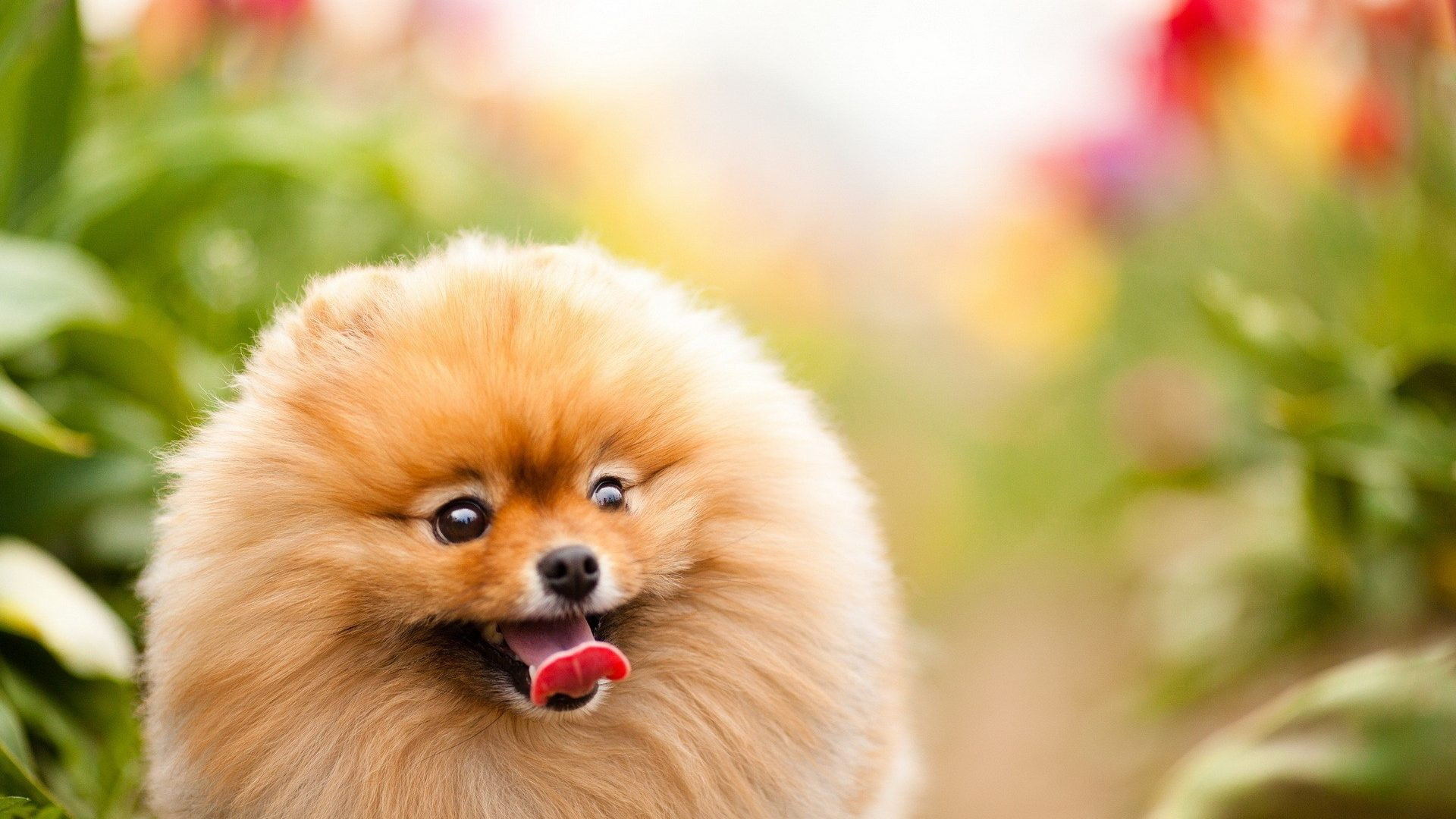 Inspiring Dogs Wallpapers Page - Pomerian Hd - HD Wallpaper 