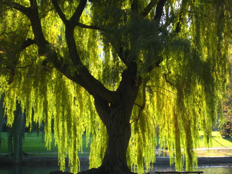 Willow Tree - HD Wallpaper 