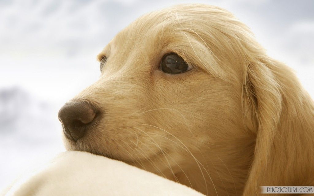 Free Cool Puppy Images - Sweet Puppies - HD Wallpaper 