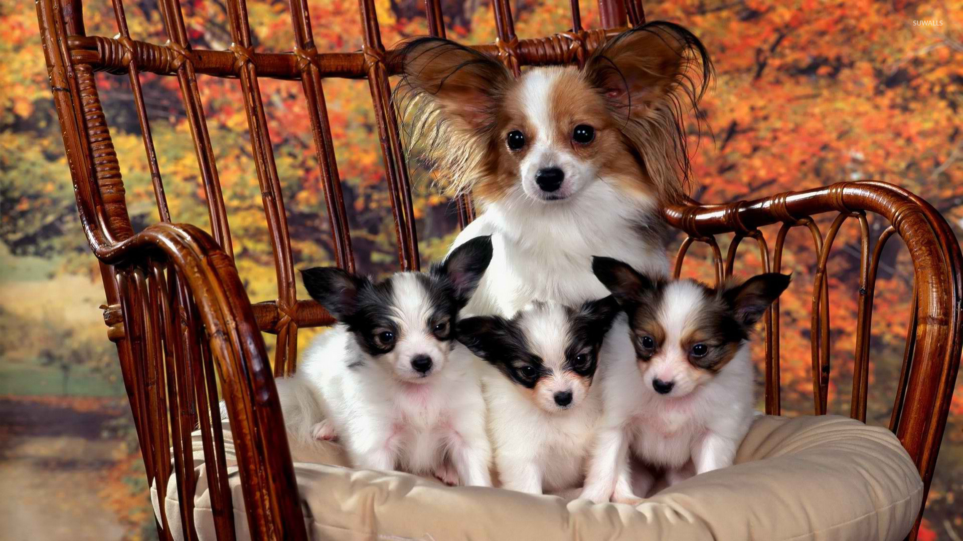 Diamond Painting Papillon Dogs - HD Wallpaper 