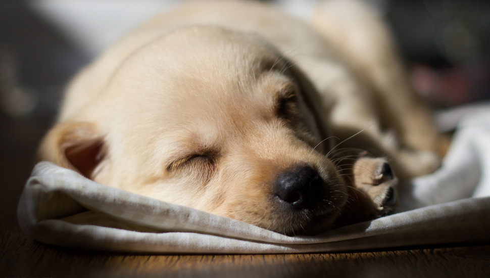 Sleeping, Dog, Labrador Desktop Background - Puppy Wallpaper Hd - 970x550  Wallpaper 