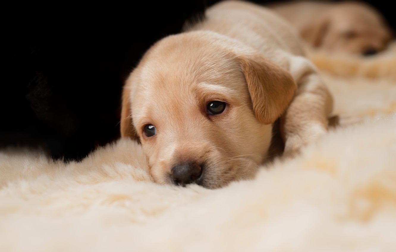 Photo Wallpaper Look, Dog, Small, Baby, Puppies, Puppy, - Cachorros De Estimação Pequenos - HD Wallpaper 