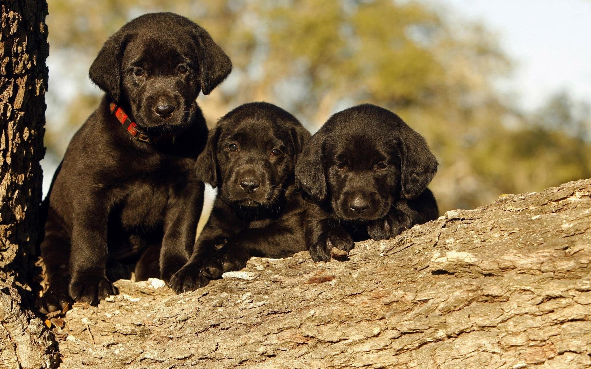 Cute, Baby, Three, Black, Dog, Full, Screen, Wallpaper, - Dog Baby Labrador Hd - HD Wallpaper 