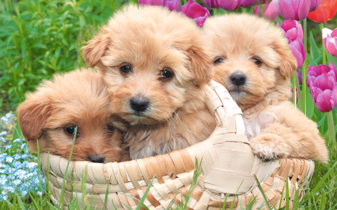 Puppies Wallpaper Iphone Hd - 3 Dogs Cute Puppies - HD Wallpaper 