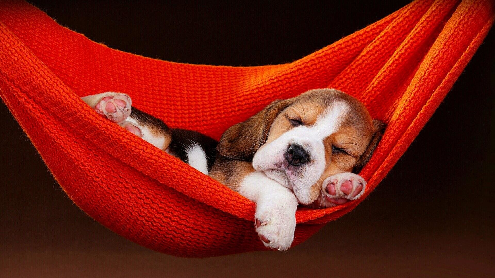 Beagle Puppies Wallpaper Desktop - HD Wallpaper 