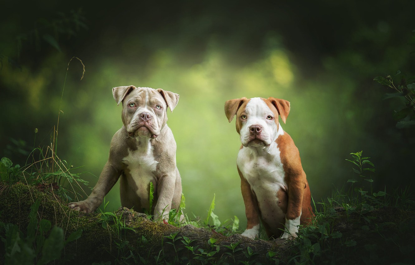 Photo Wallpaper Dogs, Look, Leaves, Nature, Pose, Puppies, - Puppy - HD Wallpaper 
