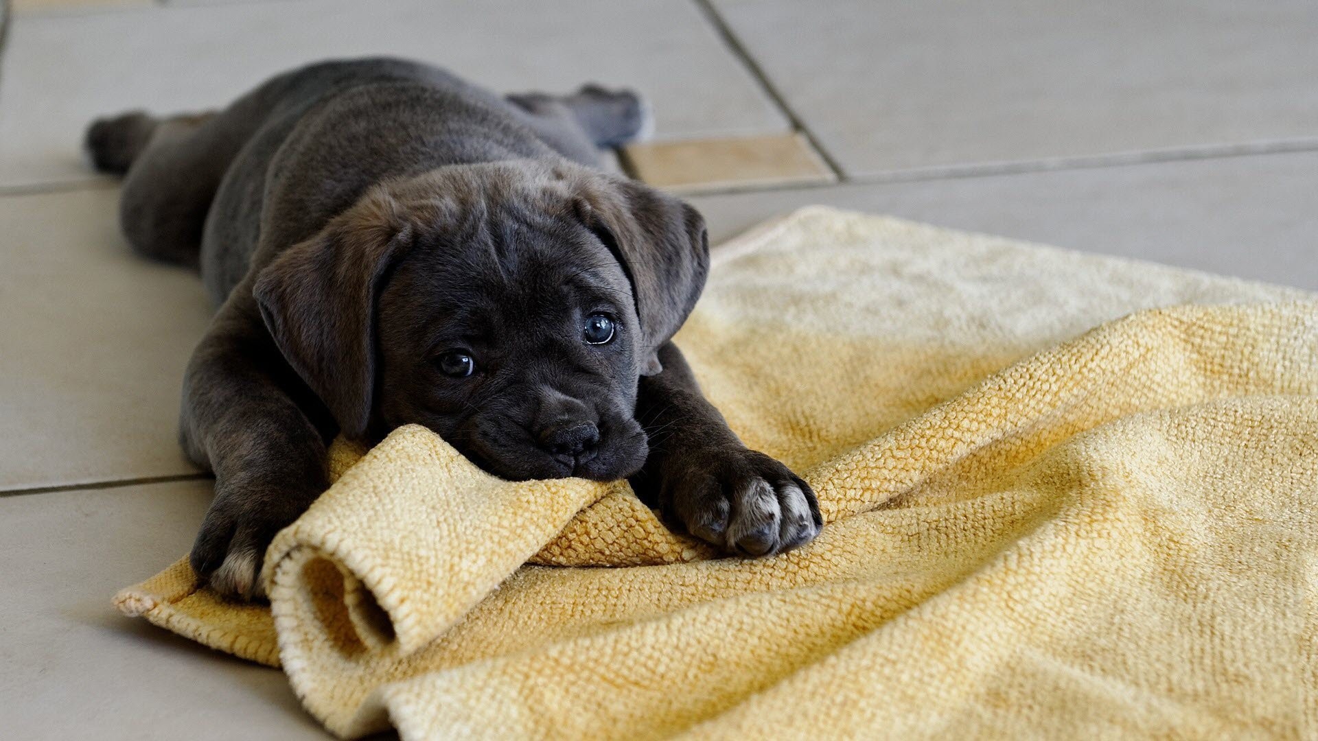 Free Cute Puppy Wallpaper Hd Wallpapers Background - Cane Corso Puppies - HD Wallpaper 