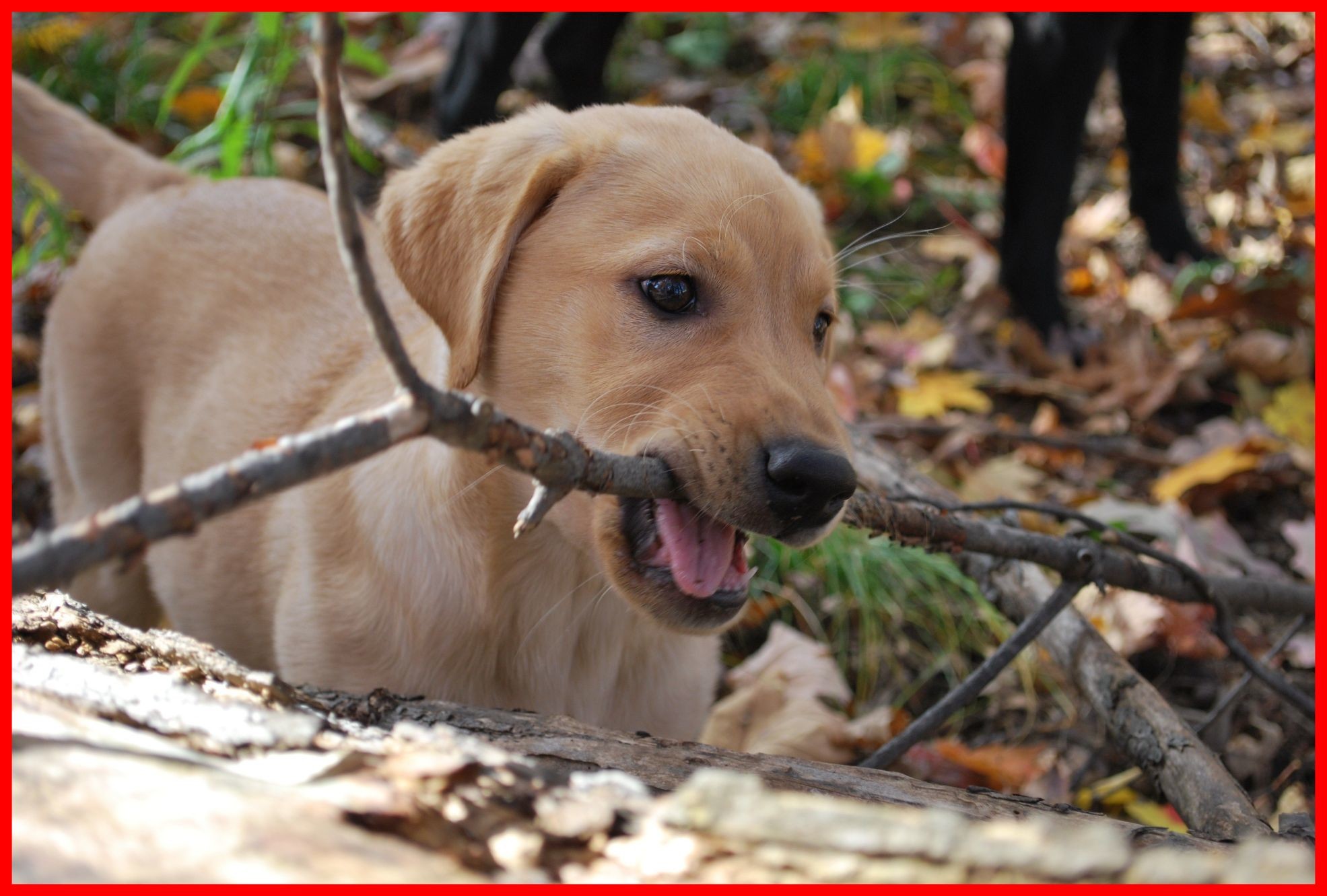 1971x1331, Cute Dog Cute Dog Bone Wallpaper Marvelous - Labrador Retriever - HD Wallpaper 