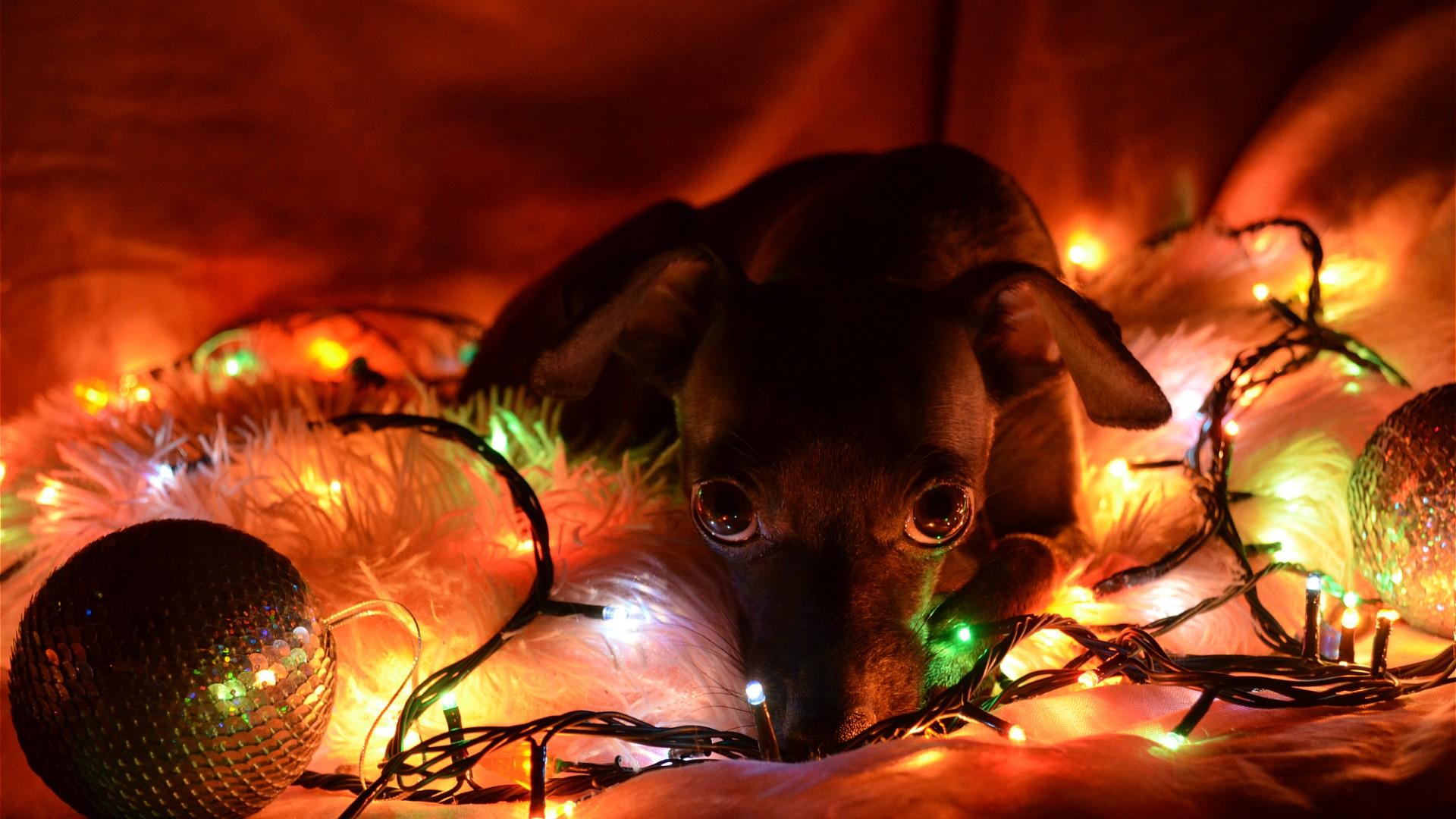 Christmas Puppy Wallpaper Hd - HD Wallpaper 
