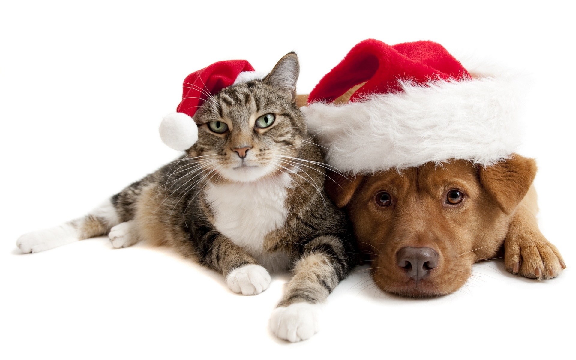 Wallpaper Christmas Cat And Dog - Cute Cats And Dogs Christmas - HD Wallpaper 