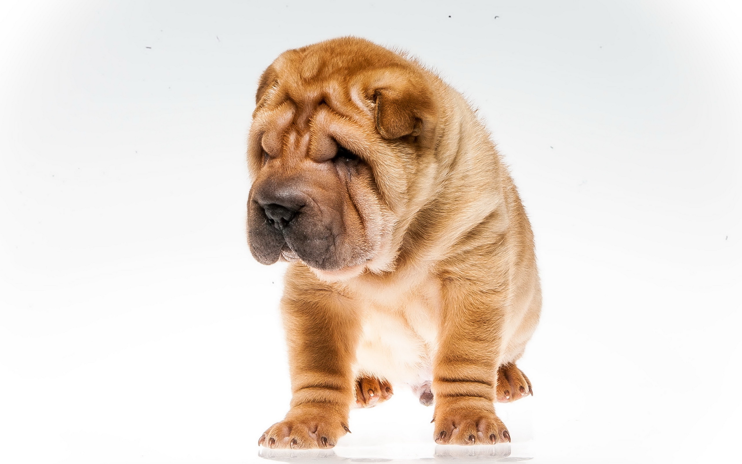 Shar Pei - HD Wallpaper 