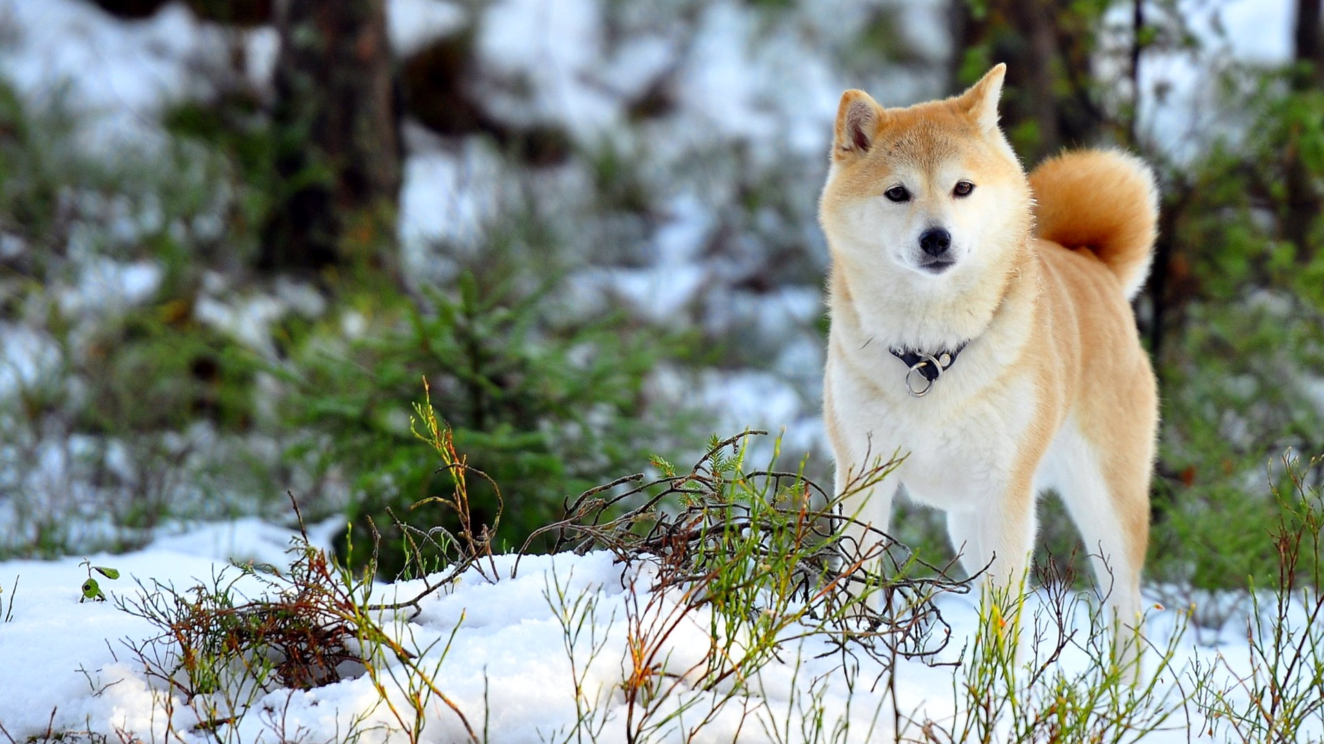 Akita Inu Dog Wallpaper Hd - HD Wallpaper 