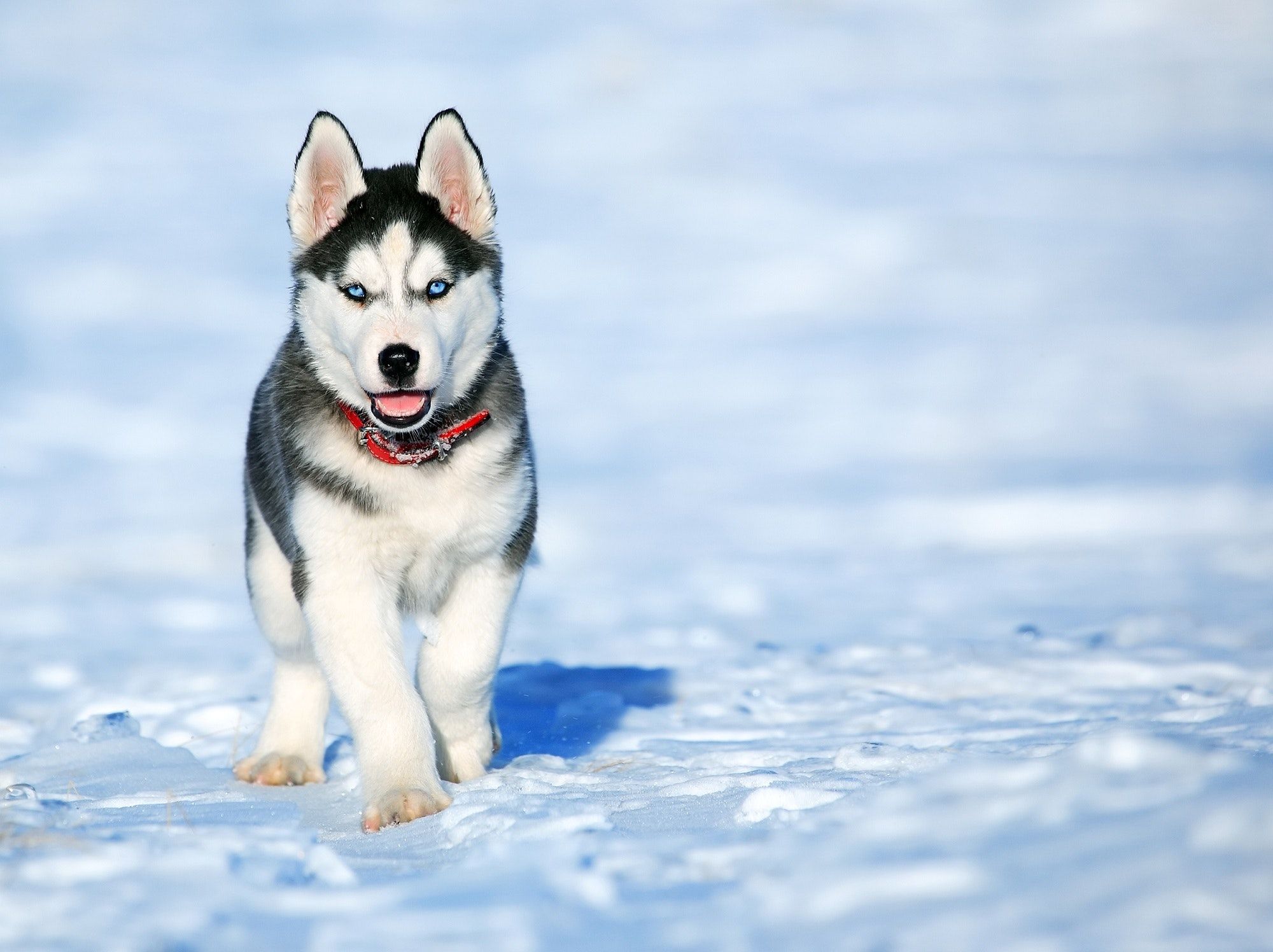 Cute Siberian Husky Pup Hd Wallpaper With Snow - Montana Dogs - HD Wallpaper 