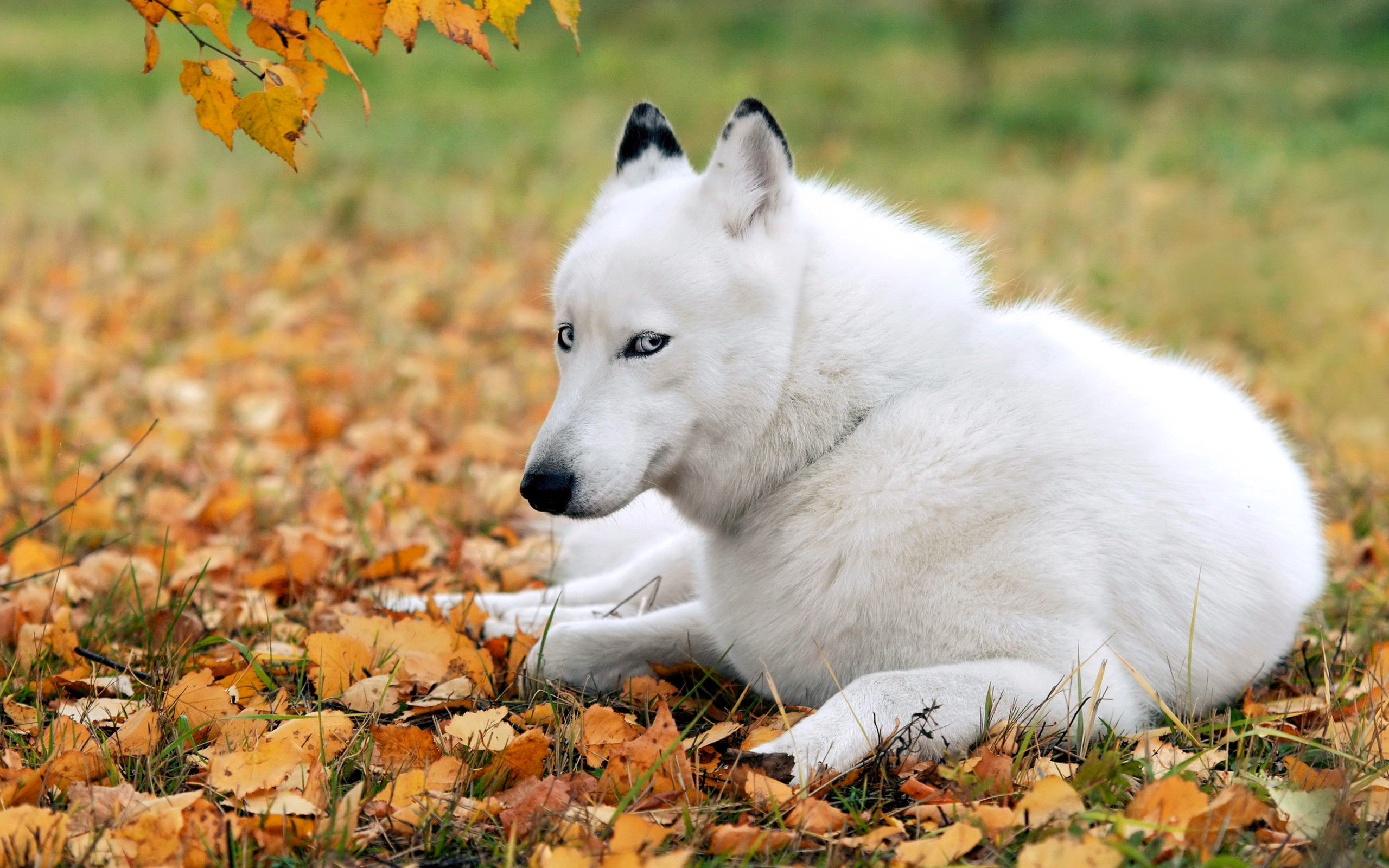 Animals In Autumn Season - HD Wallpaper 