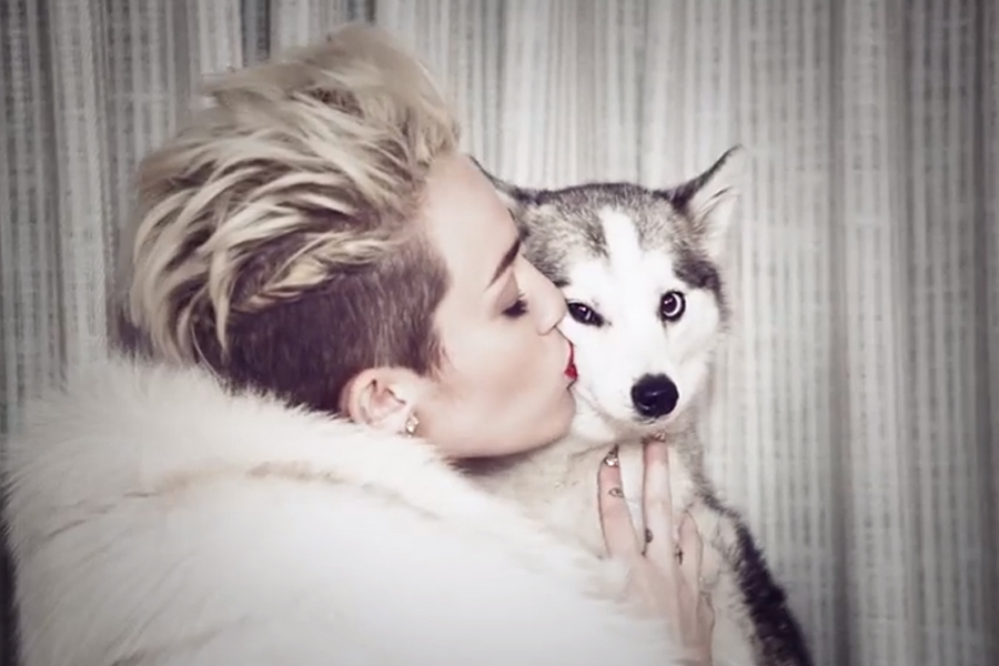 Puppy And Miley Cyrus Desktop Wallpaper - Floyd Miley - HD Wallpaper 