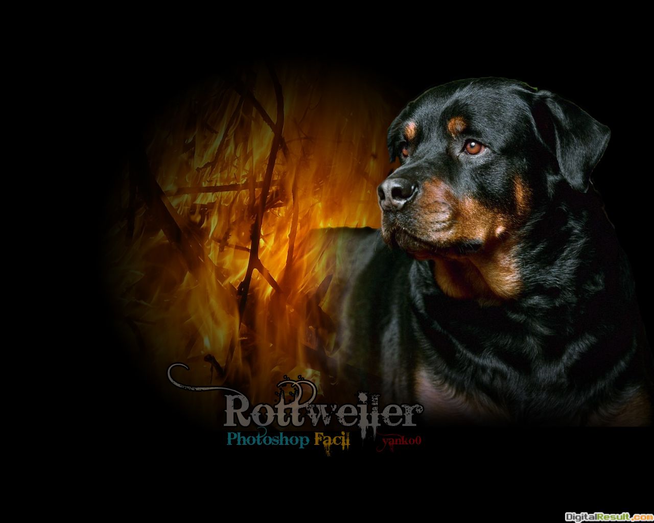 Rottweiler Dogs Hd - HD Wallpaper 