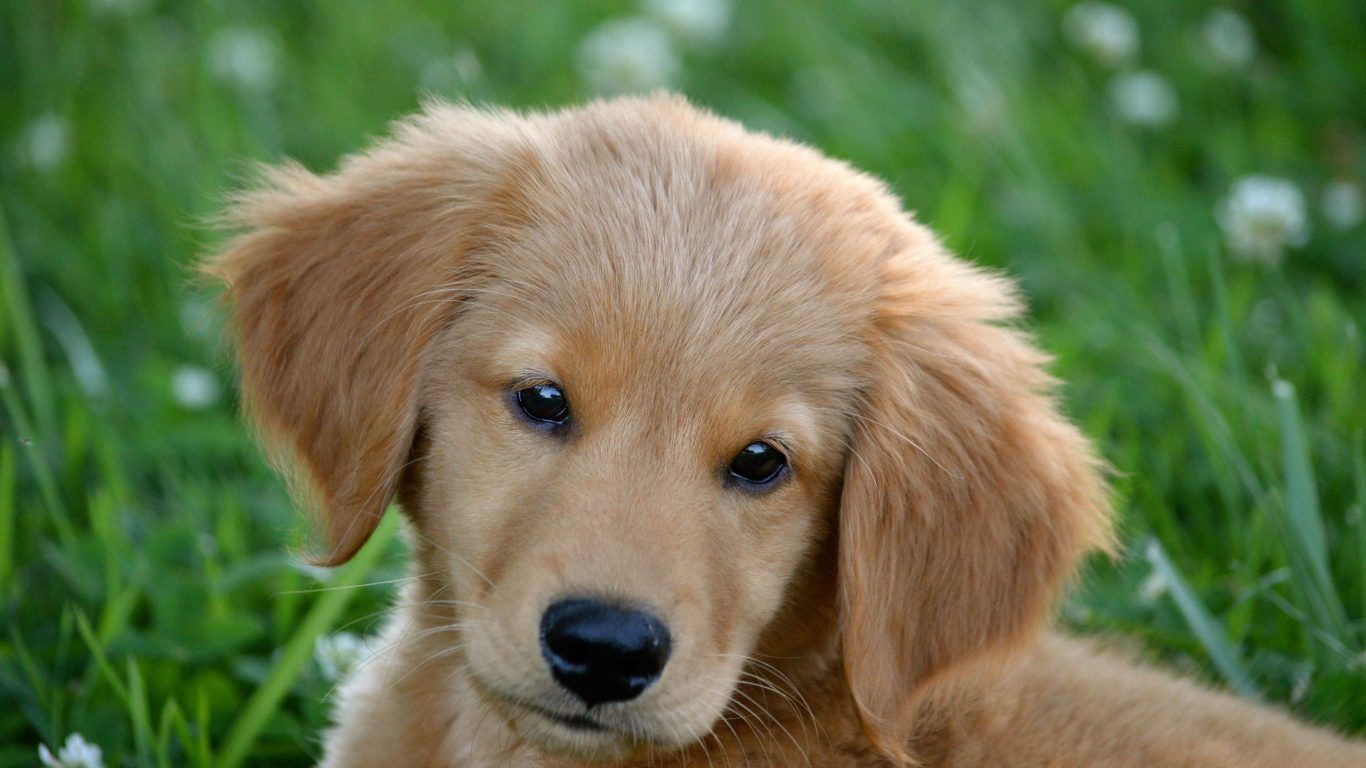 Day Bulldog Valentine Valenties Pups Squishy Dog Wallpaper - Golden Retriever - HD Wallpaper 