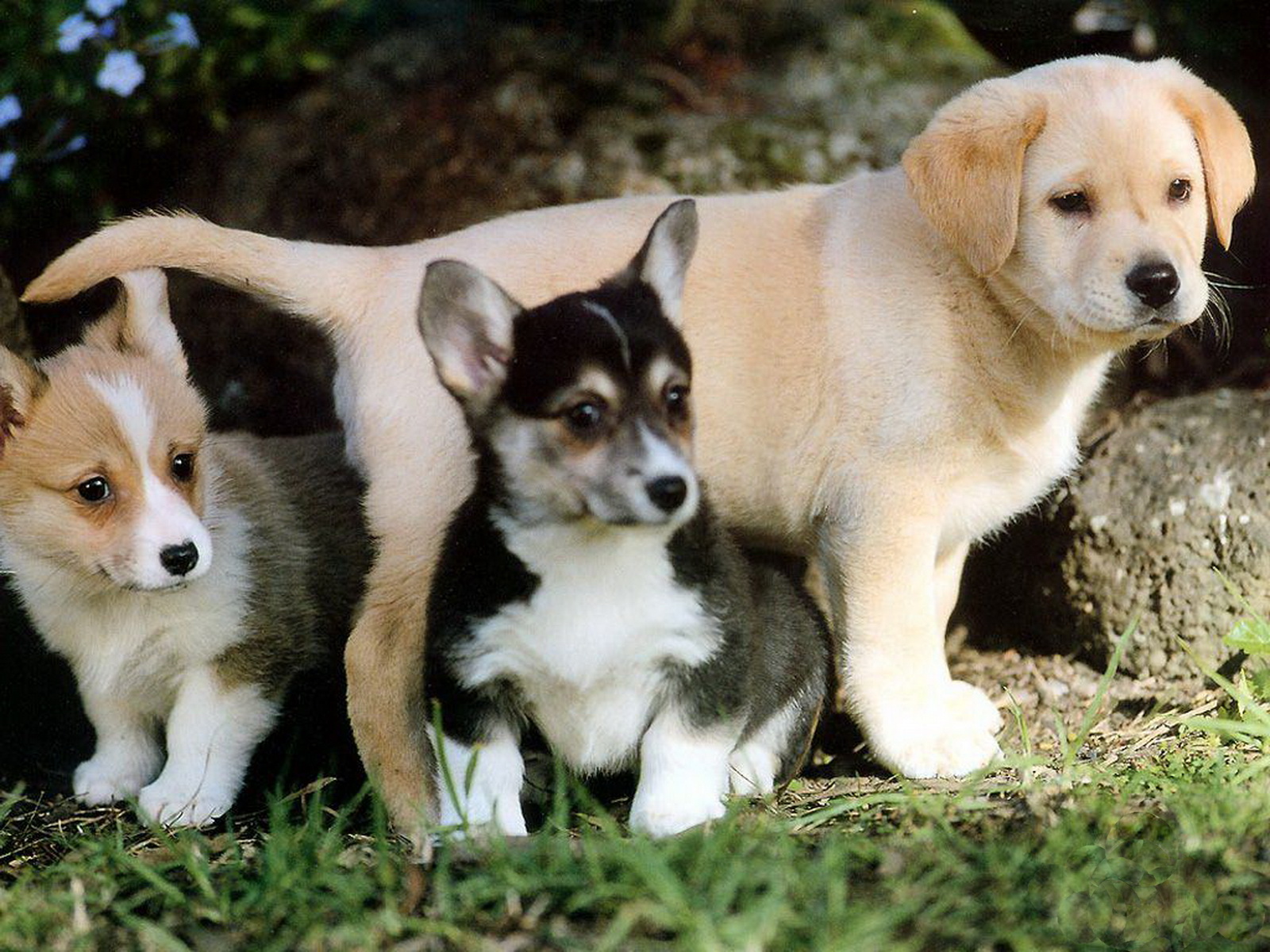 A Cute Puppy Wallpaper - Download Hd Images Of Dogs - HD Wallpaper 