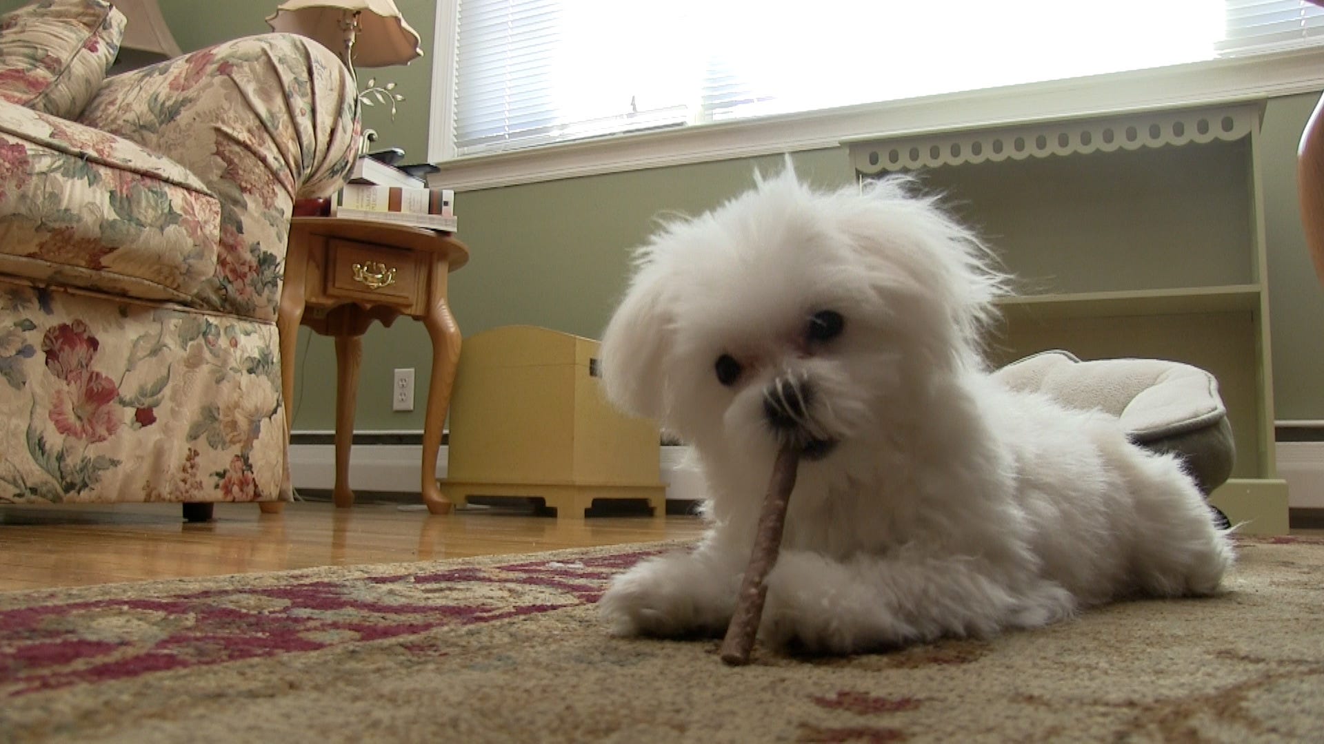 Maltese - HD Wallpaper 