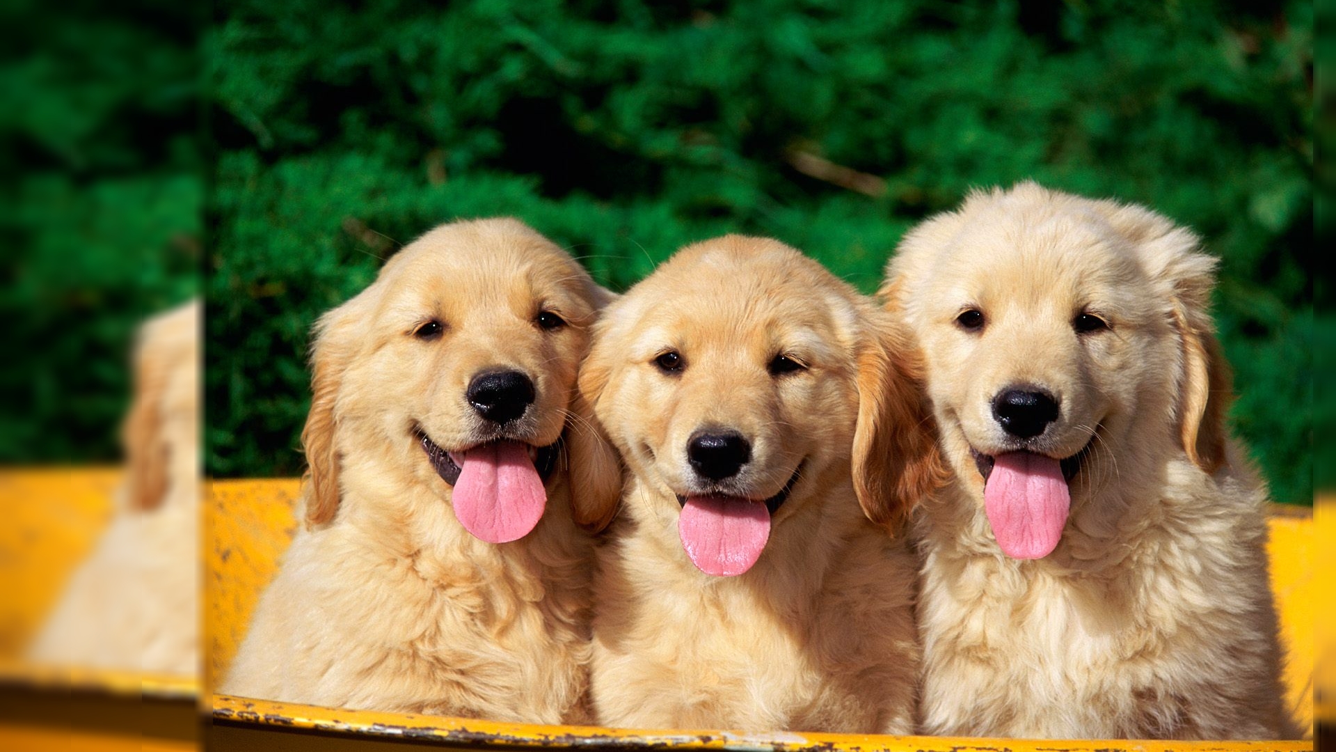 Dog Hd Wallpapers Are The Latest And Best Wallpapers - 3 Golden Retriever Puppies - 1920x1080 Wallpaper Dog Hd Wallpapers Are The Latest And Best Wallpapers - 3 Golden Retriever Puppies - 1920x1080 Wallpaper