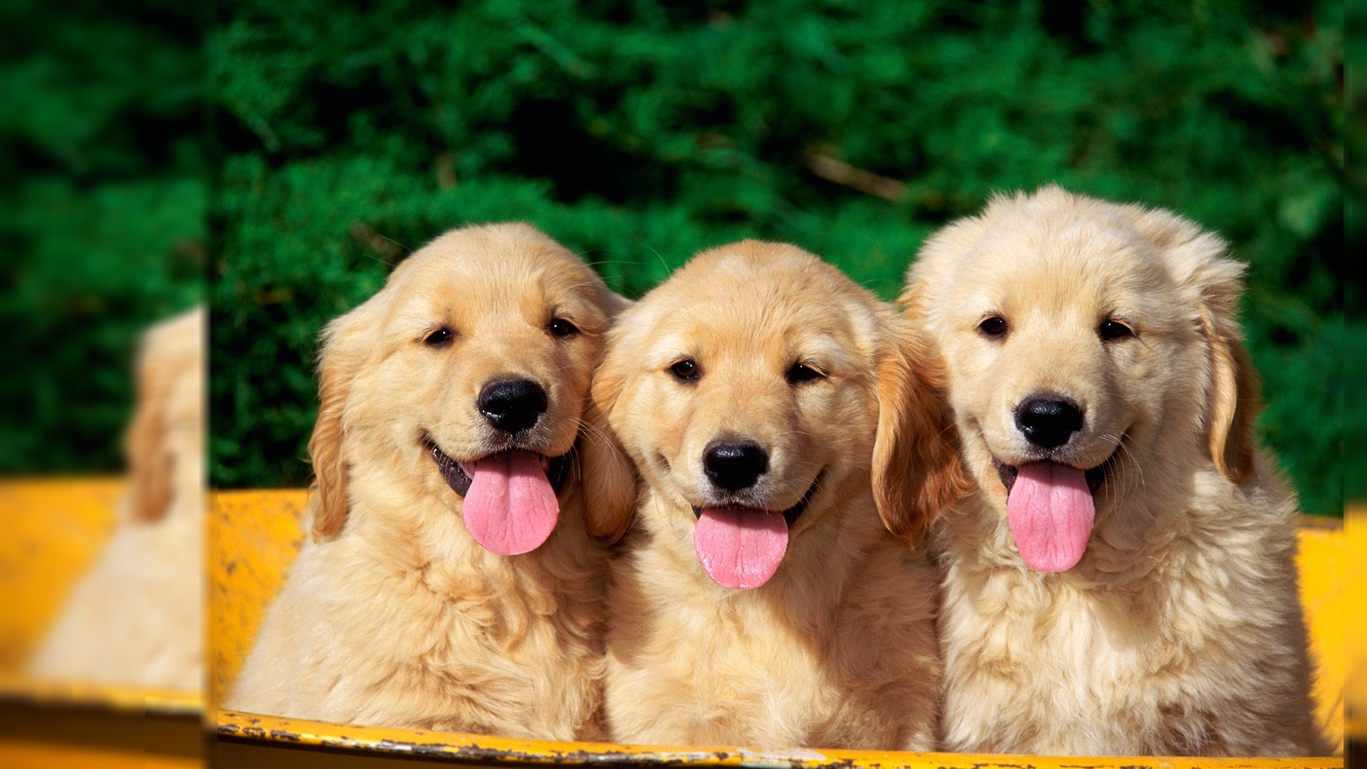 Dog Hd Wallpapers Are The Latest And Best Wallpapers - 3 Golden Retriever Puppies - HD Wallpaper 