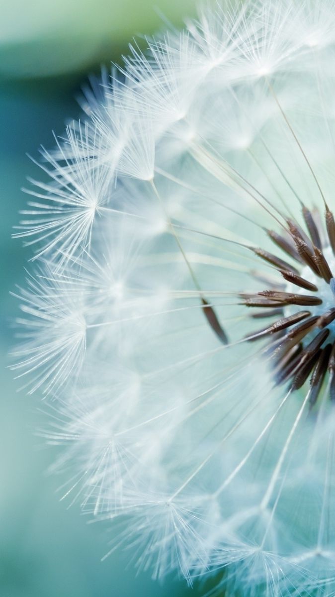 Phone Wallpaper Dandelion - HD Wallpaper 