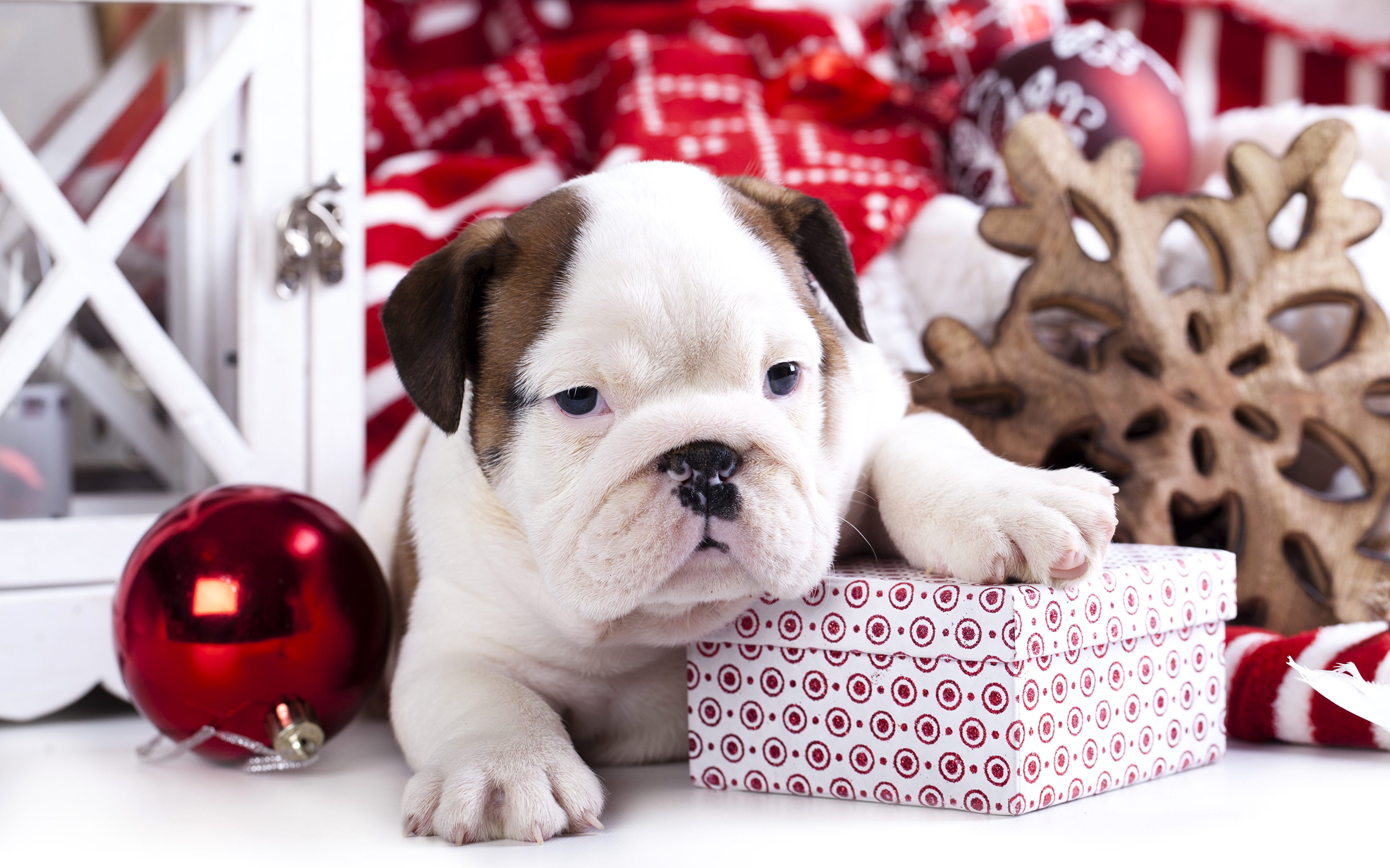 Christmas Wallpaper With Dogs - HD Wallpaper 