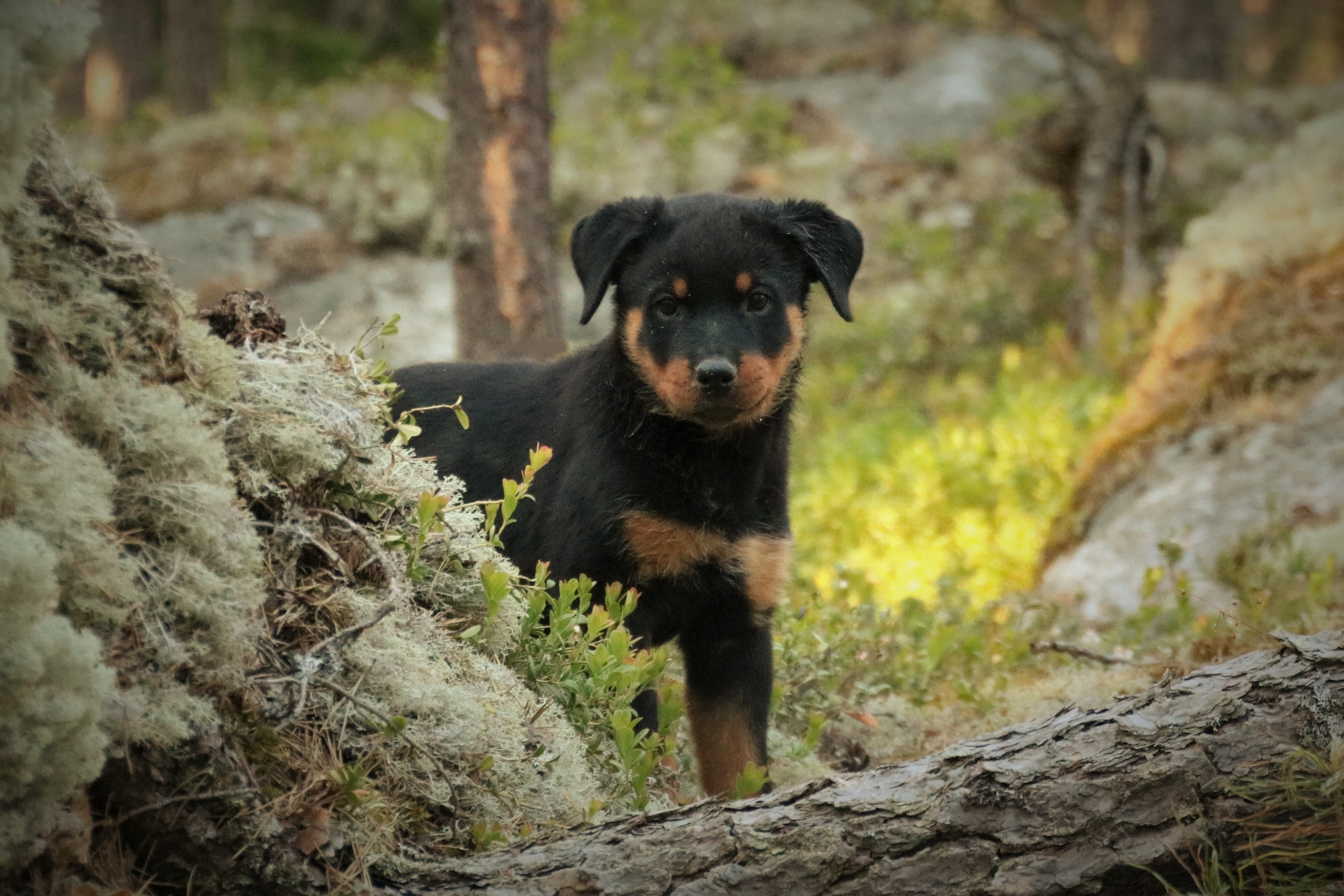 Little Rottweiler - HD Wallpaper 