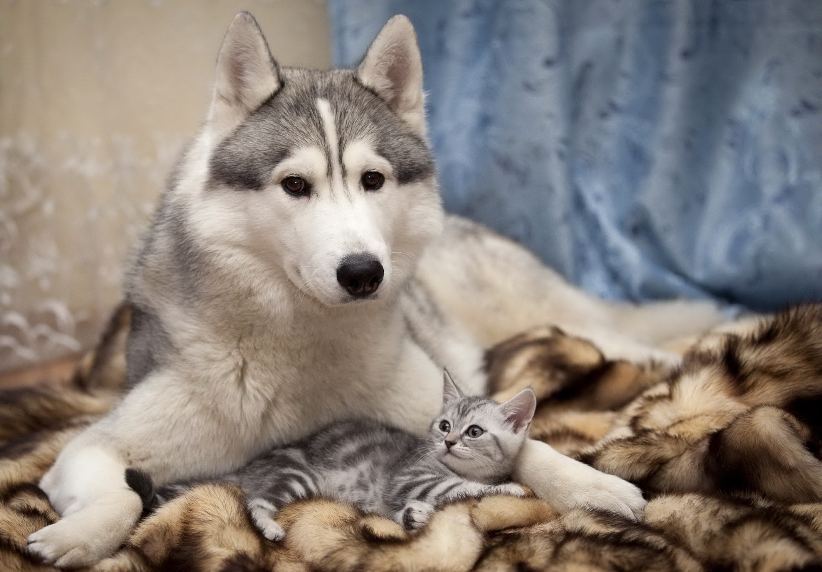 Cat And Dog Backgrounds - 2800x1950 Wallpaper Cat And Dog Backgrounds - 2800x1950 Wallpaper