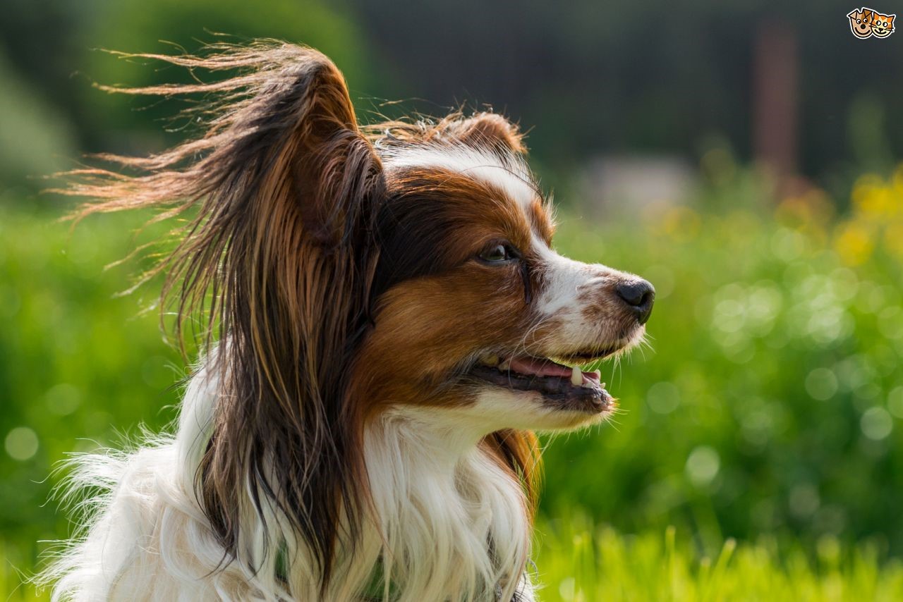 Papillon - HD Wallpaper 