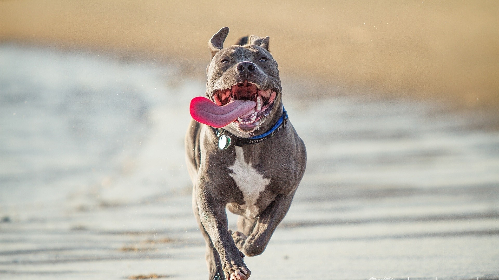 Pit Bull Terrier, Run, Protruding Tongue 
 Data-src - Pitbulls At The Beach - HD Wallpaper 