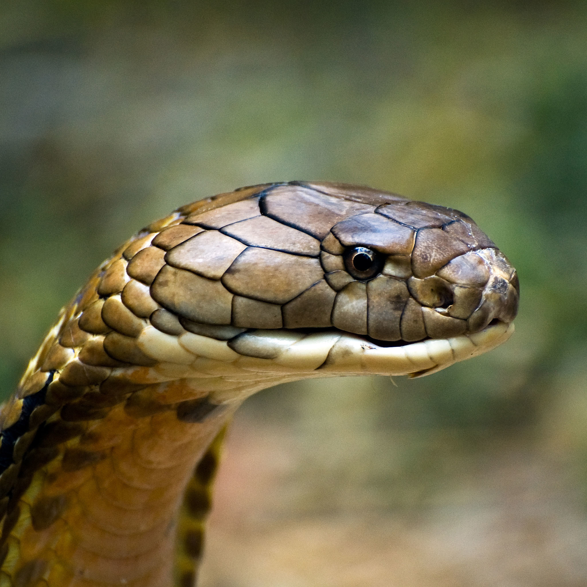 The Real King Cobra Images Wallpaper 
 Data Src Free - King Cobra Snake Images Download - HD Wallpaper 