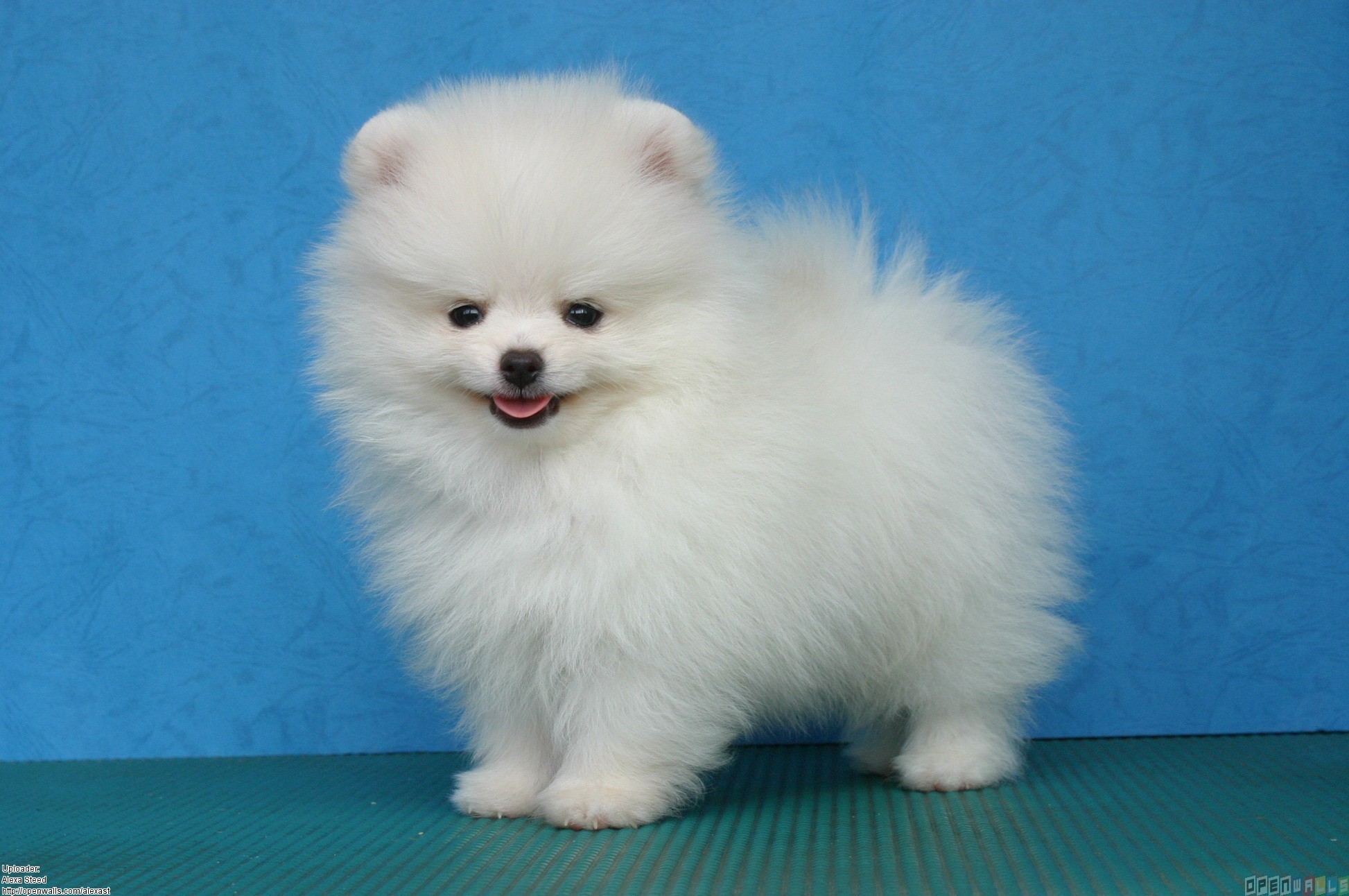 Pomeranian Puppy Wallpapers - White Pomeranian Puppies - HD Wallpaper 