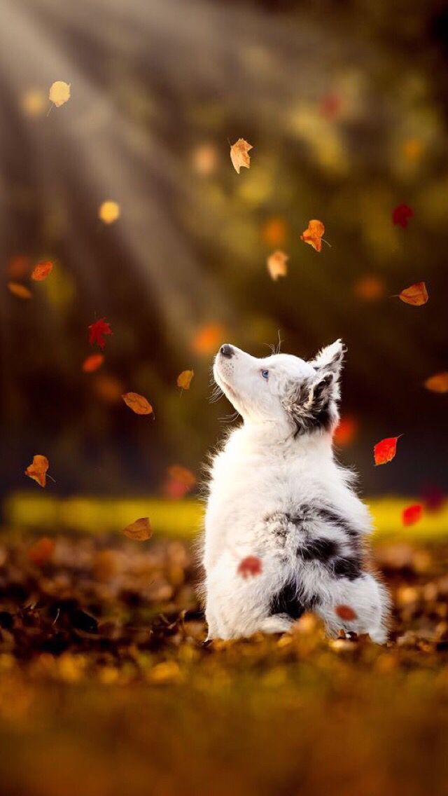 Cute Fall Animals - HD Wallpaper 
