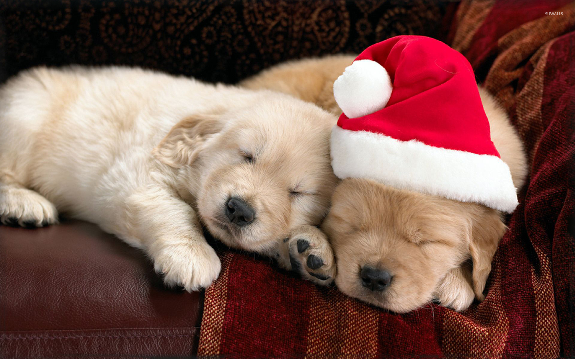 Golden Retriever Puppy Christmas Sleeping - HD Wallpaper 