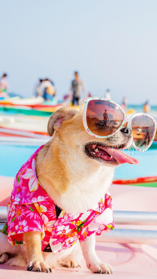 Dog On Holiday - HD Wallpaper 