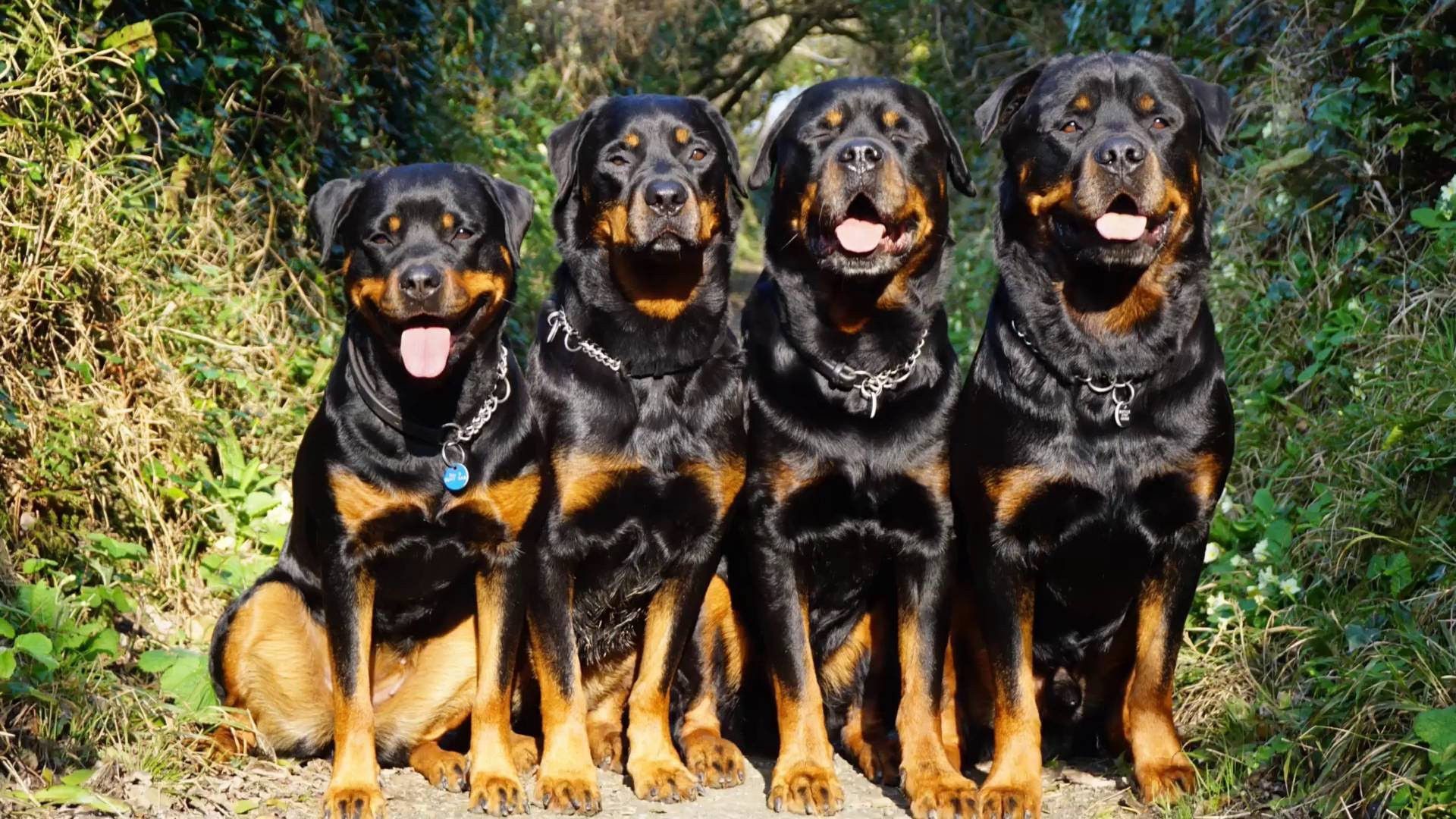 Data-src /w/full/8/7/4/14791 - Rottweiler Dog Photo Hd - HD Wallpaper 