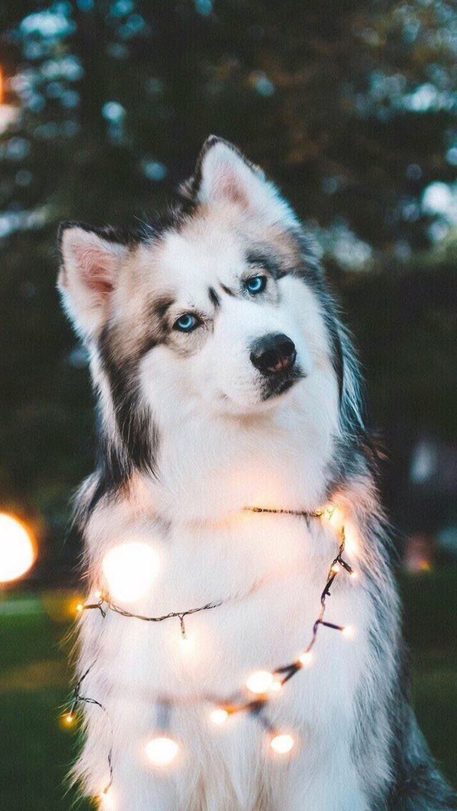 Husky With Fairy Lights - HD Wallpaper 