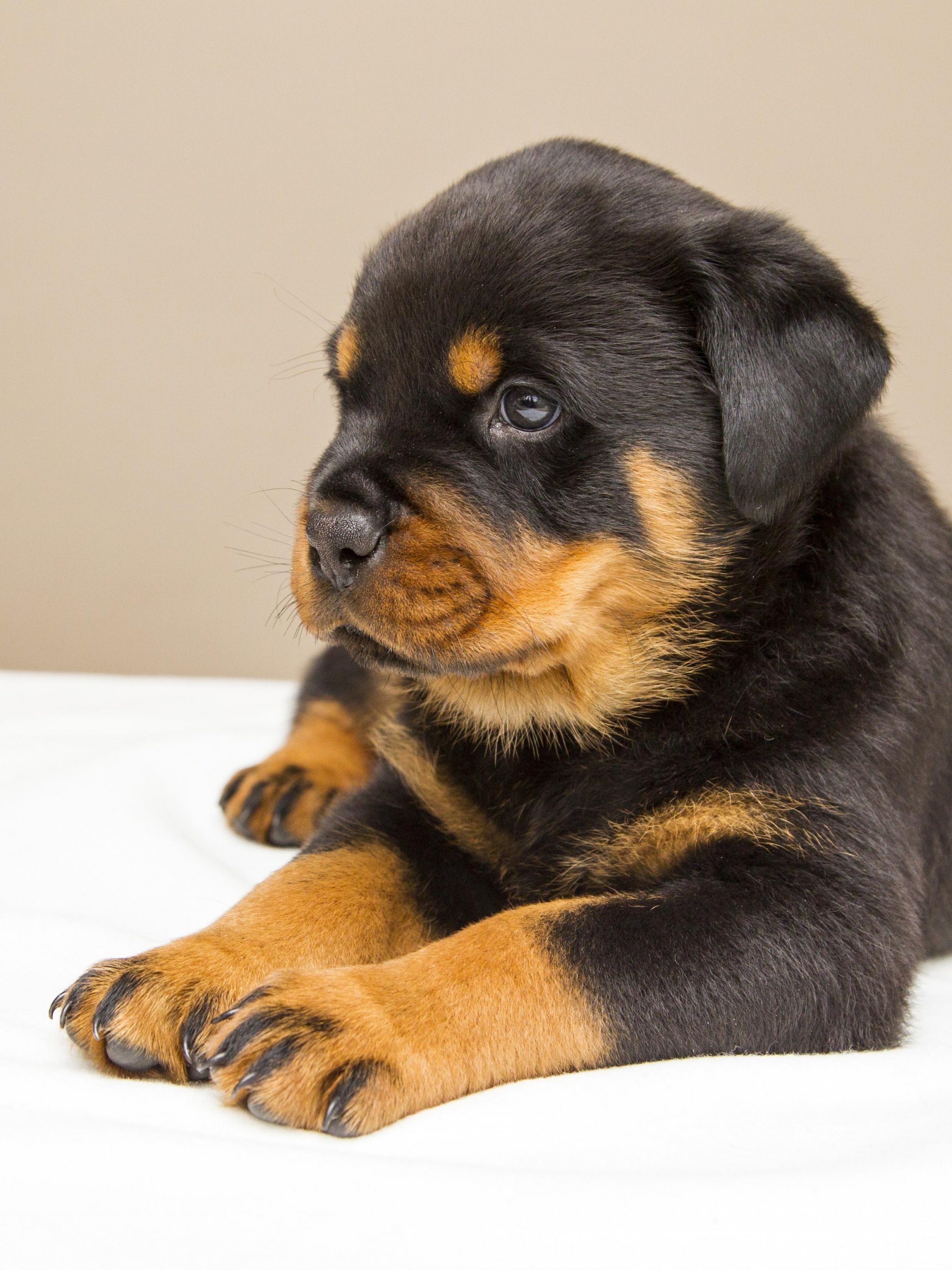 Rottweiler Puppy - HD Wallpaper 
