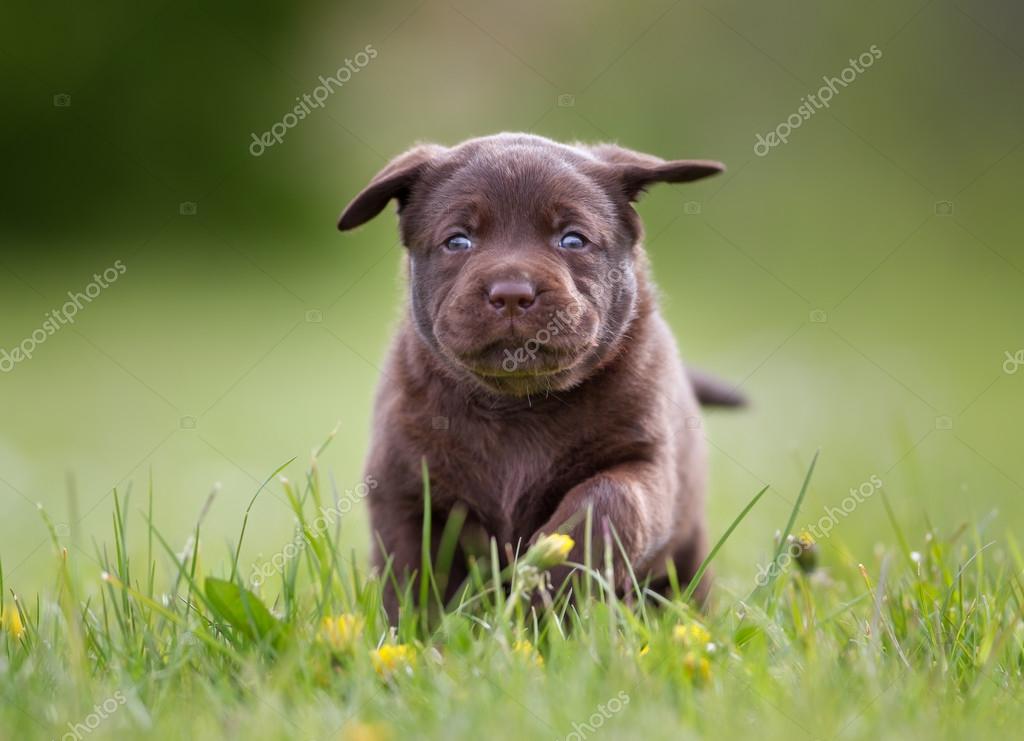 Labrador Brun Chiot - HD Wallpaper 