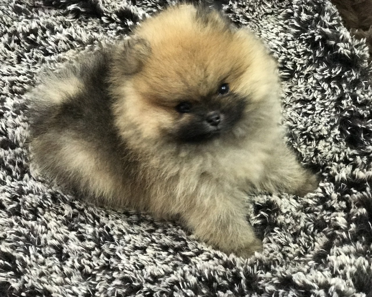 Teddy Bear Mini Pomeranian - HD Wallpaper 