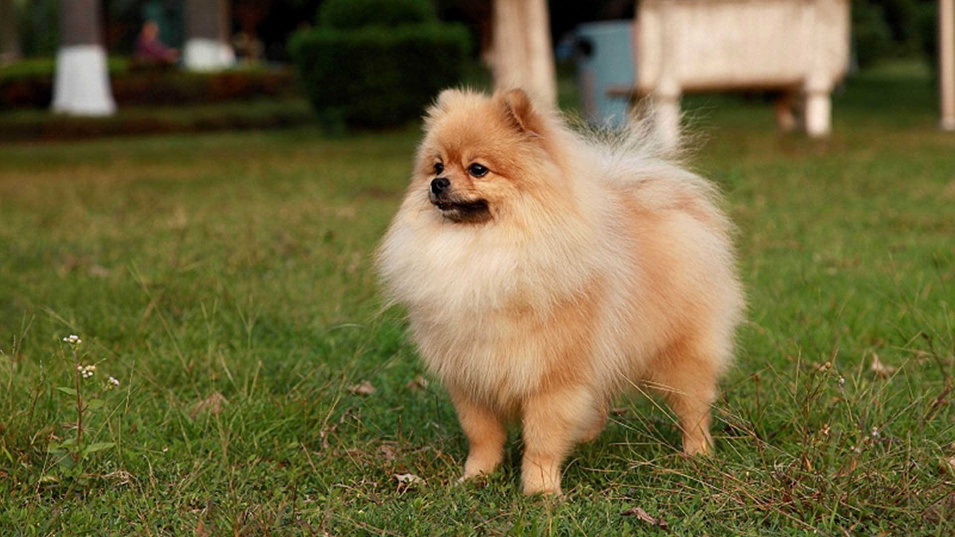 Hd Pics Photos Cute Brown Pomeranian Dog Grass Outdoor - Cute Brown Pomeranian Puppies - HD Wallpaper 