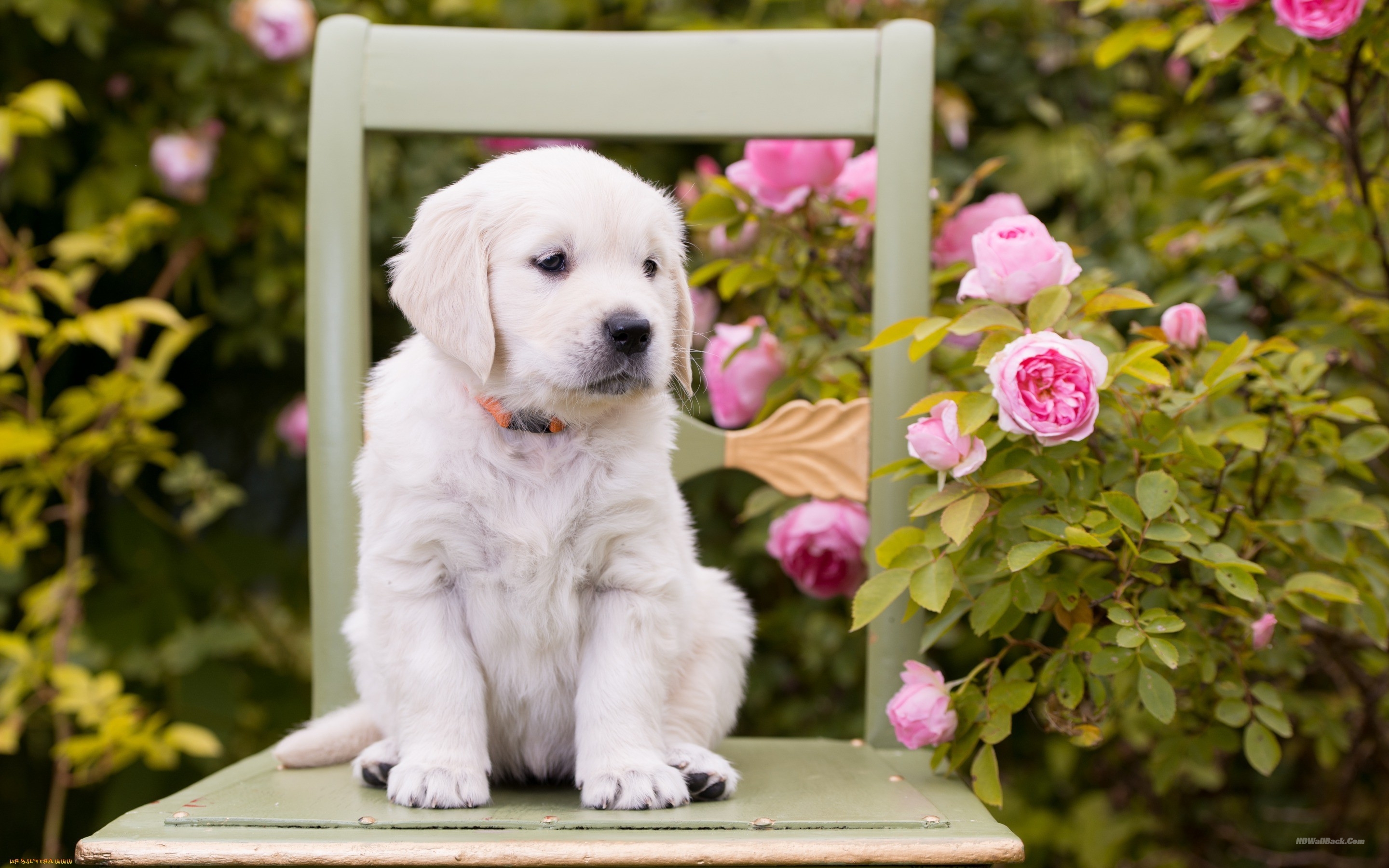 White Puppy - HD Wallpaper 