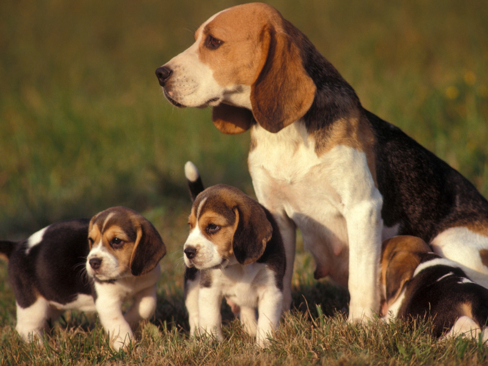 Beagle Puppy And Adult - HD Wallpaper 