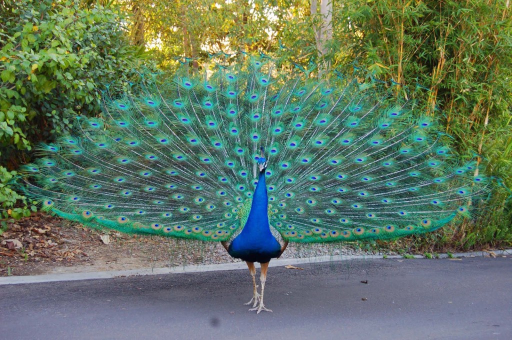 Dancing peacock in rain 1024x680 wallpaper teahub io