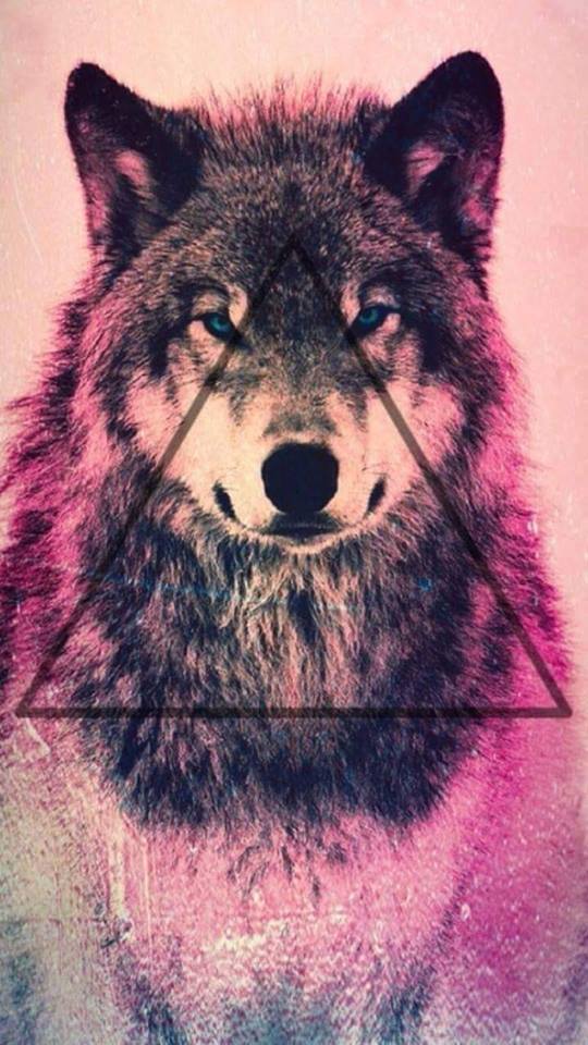 Wolf, Animal, And Hipster Image - Хипстер Обои Волк - HD Wallpaper 