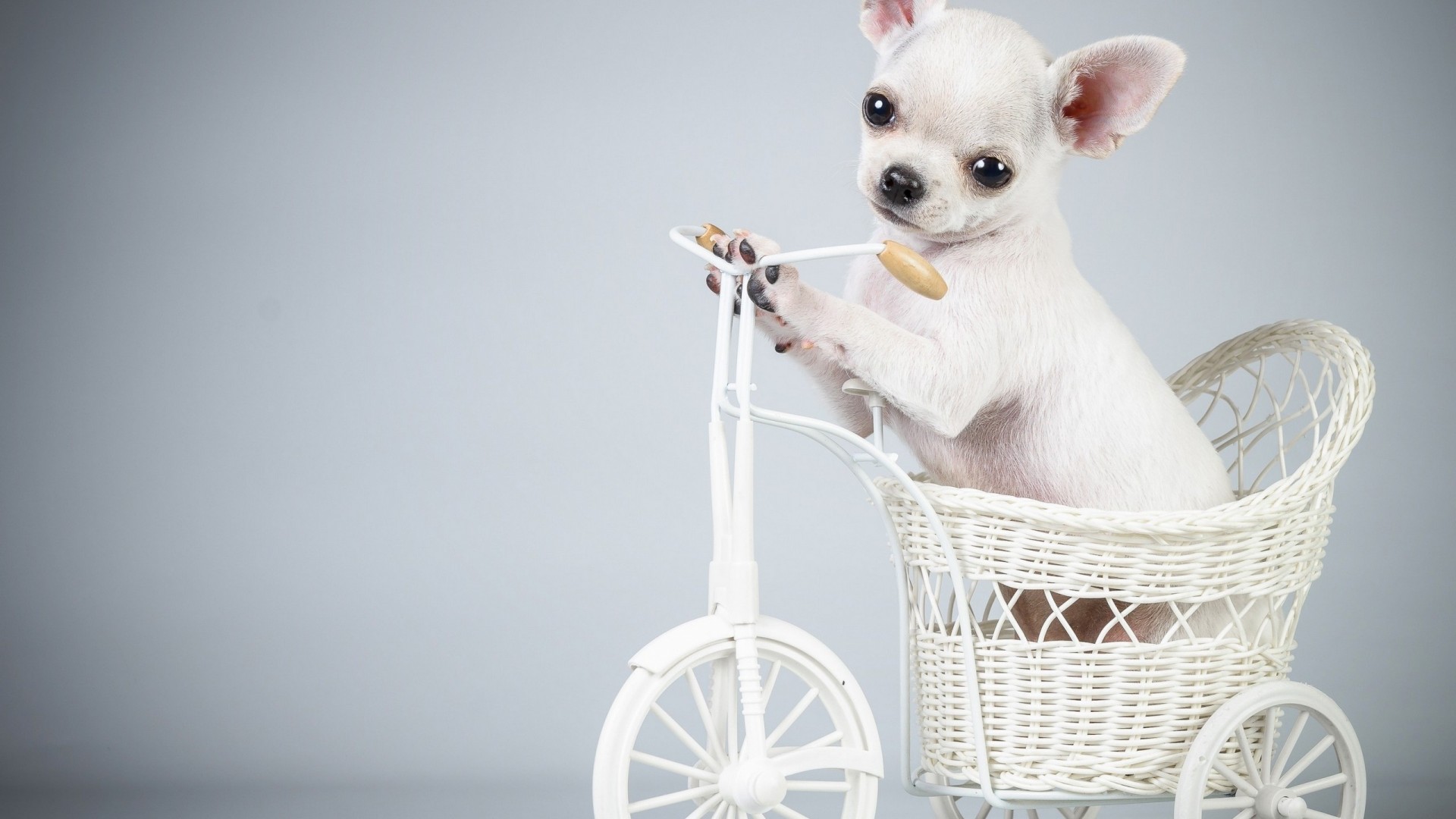 Dog Animal Dogs Animals Free Download Wallpaper Hd - Download Dog Animal - HD Wallpaper 