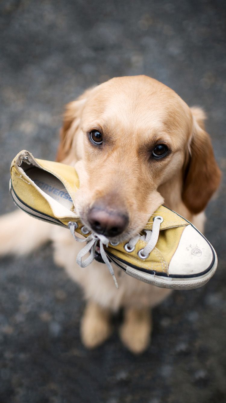 60 Amazing Animal Iphone Wallpaper Free To Download - Dog Wallpapers For Iphone - HD Wallpaper 