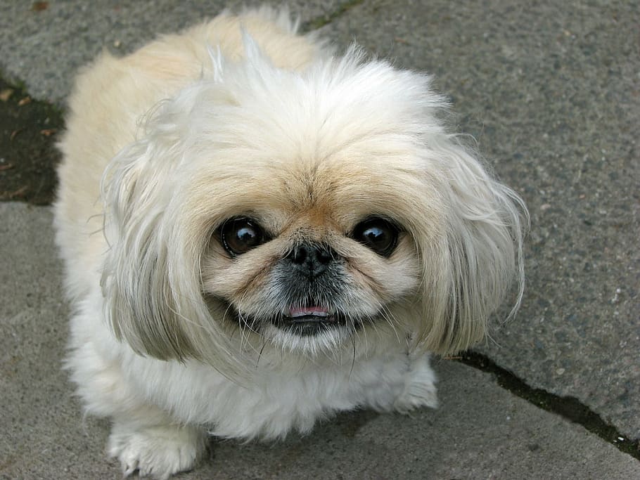 Dog, Pekingese, Beautiful, Animal, Cute, Canine, Pet, - Pekingese Dog - HD Wallpaper 
