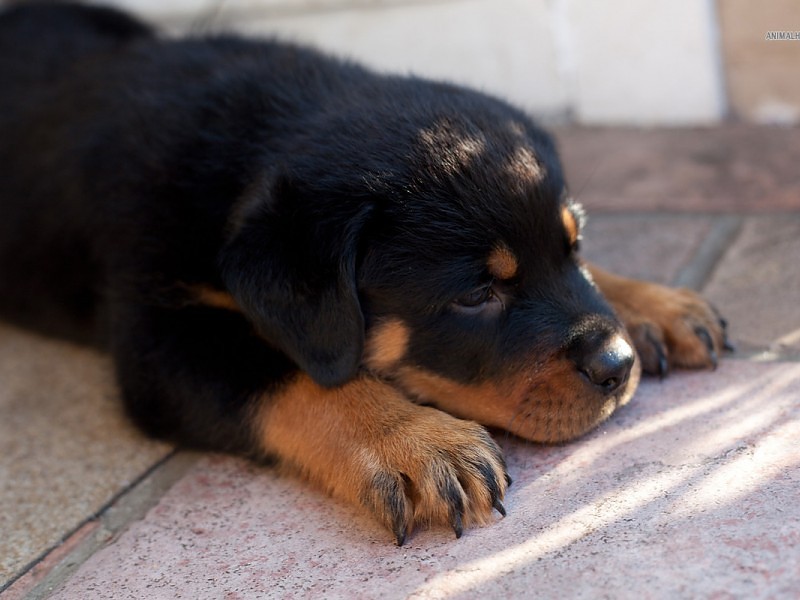Rottweiler Puppies Wallpaper Ipad - Rottweiler Puppy Sad - HD Wallpaper 